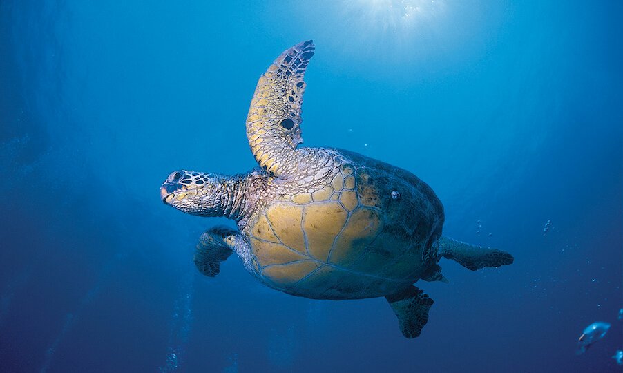 Endangered Green Sea Turtle