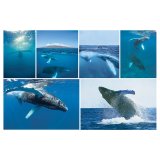 Wyland Nature Photography Note Cards – set of 6