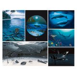 Wyland Fine Art Note Cards – set of 6