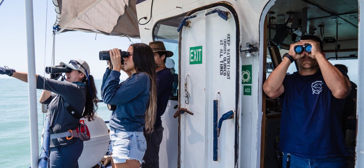 The world’s most endangered marine mammal, a small porpoise called the vaquita, is hanging onto existence and appears to be benefiting from new conservation measures, according to the results of a new scientific survey